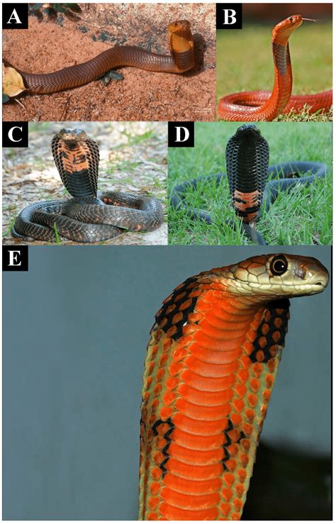 How cobras developed their devastating flesh-eating venom