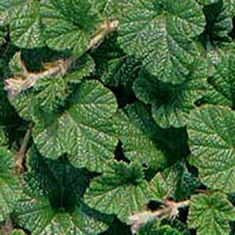 Rubus - Betty Ashburner: Information, Pictures & Cultivation Tips