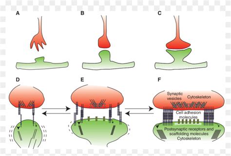 Different Stages Of Synapse Formation - Synapse Formation, HD Png ...