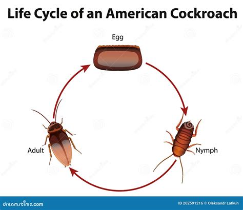 Life Cycle Of Cockroach Images