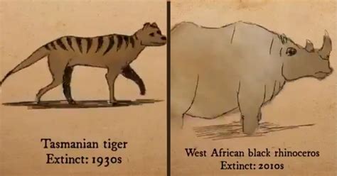 Watch: Species That Have Gone Extinct In Past 100 Years