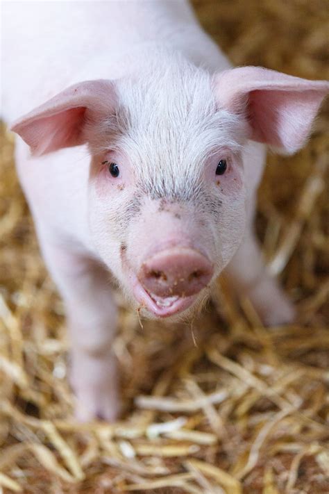 Little Pig In Barn Free Stock Photo - Public Domain Pictures