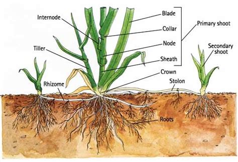 Common leaf development patterns in plants can help improve turfgrasses | Turfgrass Science