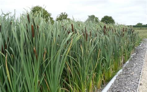 Home - ARM Reedbeds