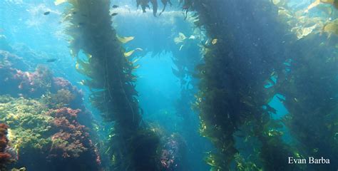 Ecology Of Seaweed And Its Environmental Significance | CCBER