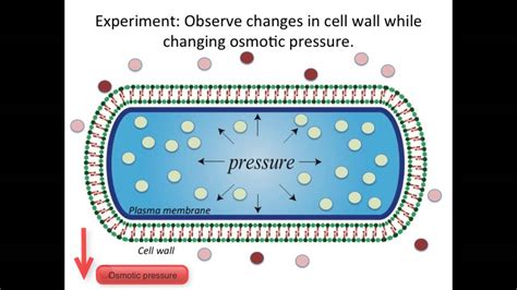 The Response of Bacterial Growth and Division to Osmotic Shock - YouTube