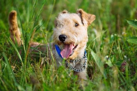 Lakeland Terrier [Ultimate Guide: Personality, Temperament & More]