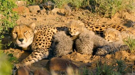 Hungry Cheetah Cubs Need To Eat | The Cheetah Family & Me | BBC Earth ...