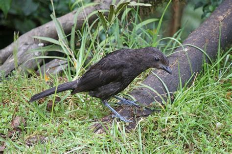 Papua New Guinea Birding Tour - Ecotour | Naturalist Journeys