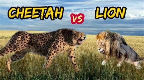 Lion Vs Cheetah Real Fight