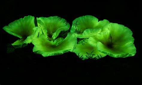 Bioluminescent fungi by cedmond on YouPic