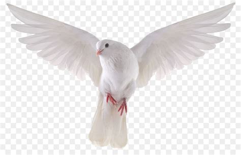 Columbidae Bird Photography - A white dove wings png download - 1543*1543 - Free Transparent ...