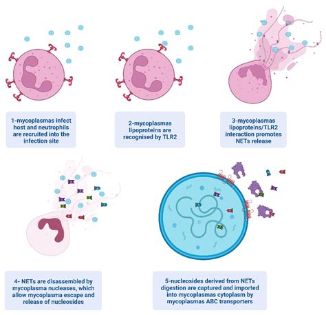 Eating the Enemy: Mycoplasma Strategies to Evade Neutrophil Extracellular Traps (NETs) Promoting ...