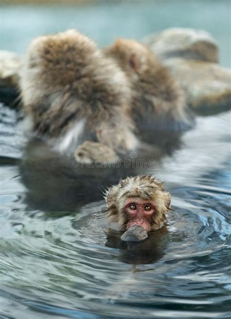 Family of Japanese Macaques in the Water of Natural Hot Springs. Stock Image - Image of brown ...