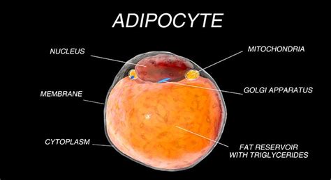 [DIAGRAM] Oval Fat Bodies Diagram - MYDIAGRAM.ONLINE