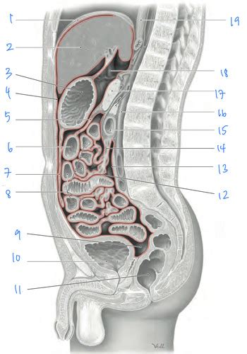 Fiszki: Intraperitoneal and Extraperitoneal Organs in the Abdomen and Pelvis | Quizlet