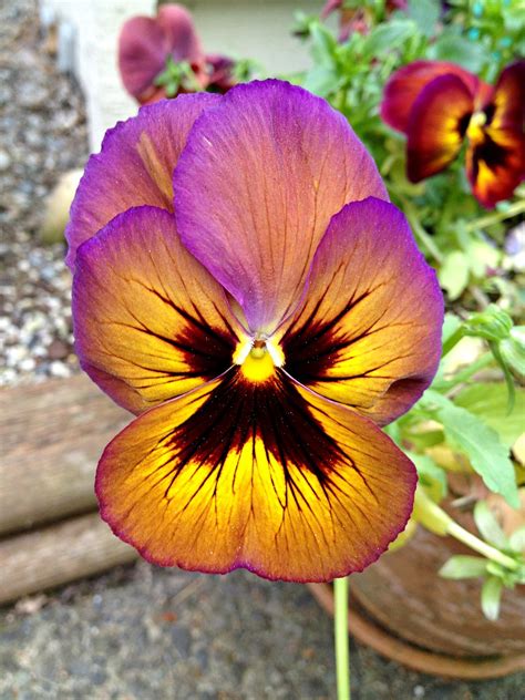 Pansy Purple Flower Wildflower - Free photo on Pixabay - Pixabay