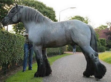 Top 10 Largest Horse Breeds In The World | Horse is Love