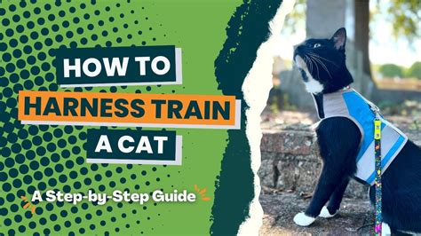 How To Harness Train Your Cat In 6 Easy Steps! - YouTube