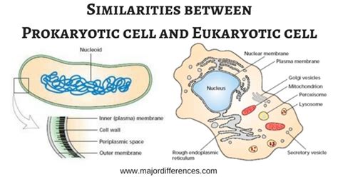 10 Similarities Between Eukaryotic Cell and Prokaryotic Cell