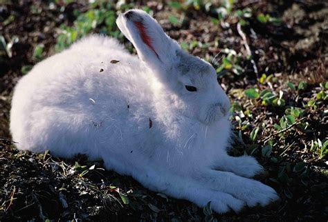 Arctic Hare - Lepus arcticus - NatureWorks