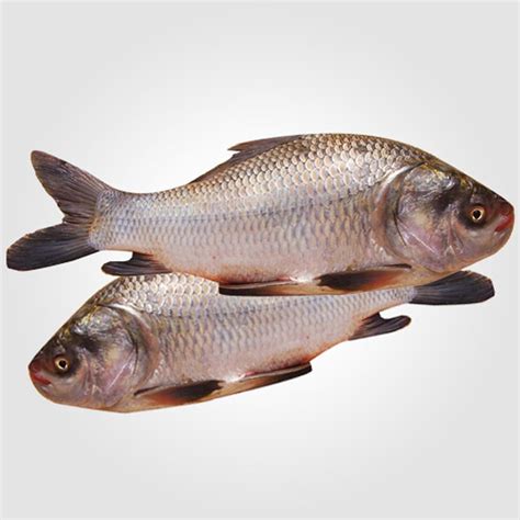 Katla Fish - Daily Halal Market