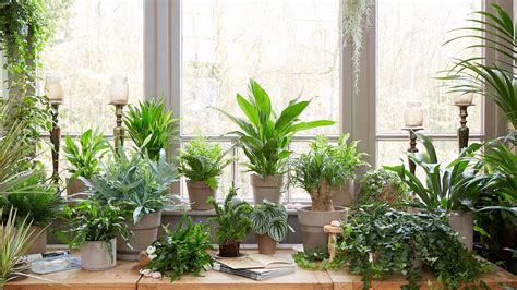 Free download Survival strategies how to keep houseplants alive over winter for Desktop, Mobile ...