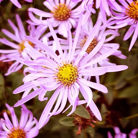 In and Out of the Garden: Birth Flower For September - Aster