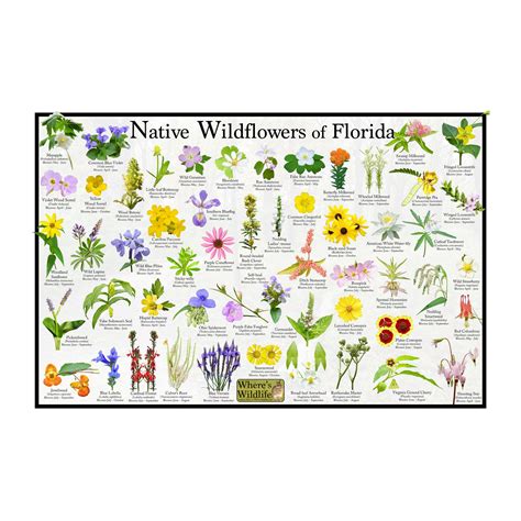 Florida native plants – Artofit