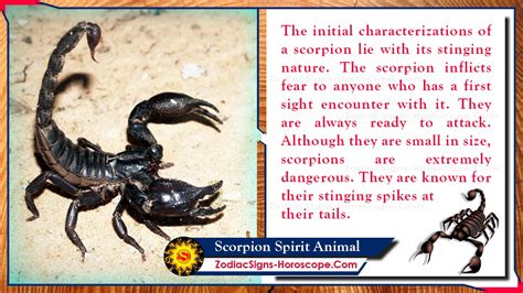 Scorpion Spirit Animal: Totem, Meaning, Messages and Symbolism | ZSH