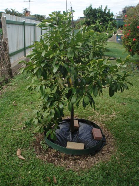 Black Sapote facts and health benefits