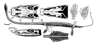 Tanystropheus | Fossil Wiki | FANDOM powered by Wikia