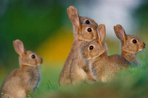 Rabbits flee when they smell dead relatives in predators' droppings | New Scientist