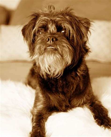 Affenpinscher (character, nutrition, care)