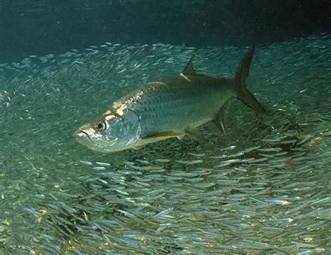 TARPON LIFE EXPECTANCY