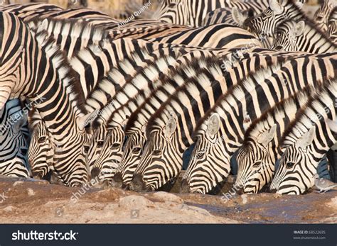 Drinking Zebra Herd Stock Photo 68522695 : Shutterstock