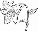 Easter Lily Coloring Page sketch template