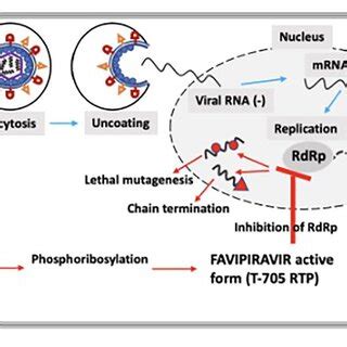 Schematic showing the mechanisms of action associated with favipiravir. | Download Scientific ...