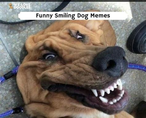 22 Funny Smiling Dog Memes!