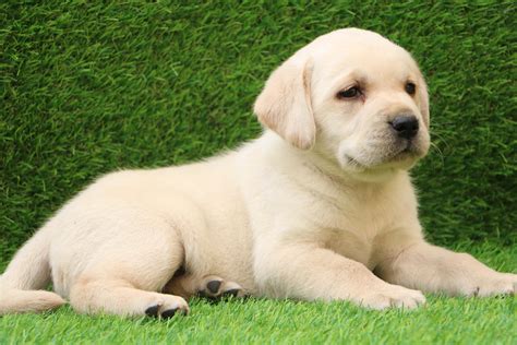 5 Common Myths About Labrador Retriever- Premium Pet House