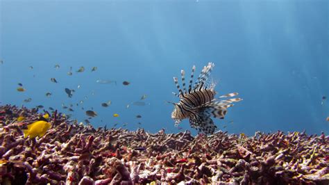 Similan Islands Diving - Similan Islands