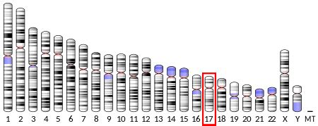 AIPL1 - Wikipedia