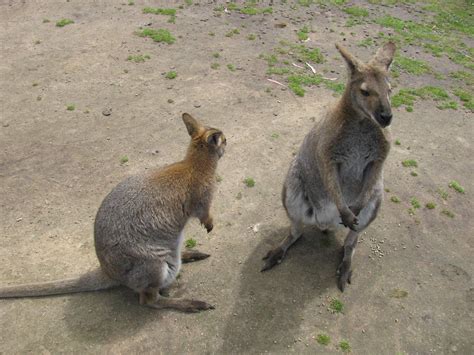 Halls Gap Zoo - Ticket Prices, Animals, Map & Opening Hours Grampians