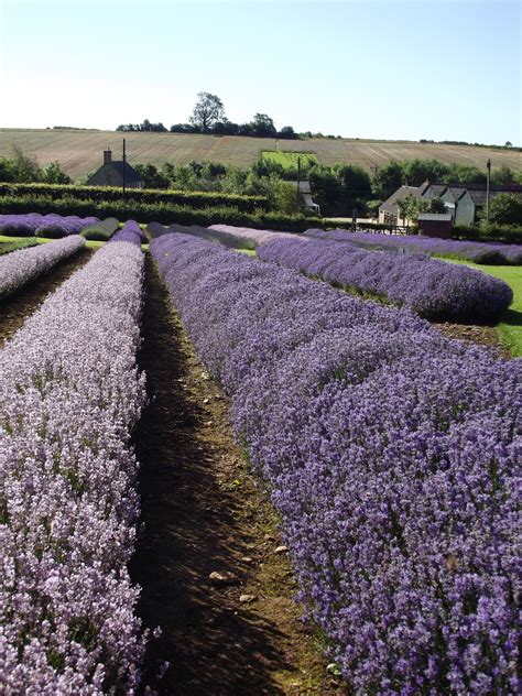 Cotswold Lavender Lavender Farm, Lavender Fields, Beautiful Broadway, Cotswold Villages, On The ...