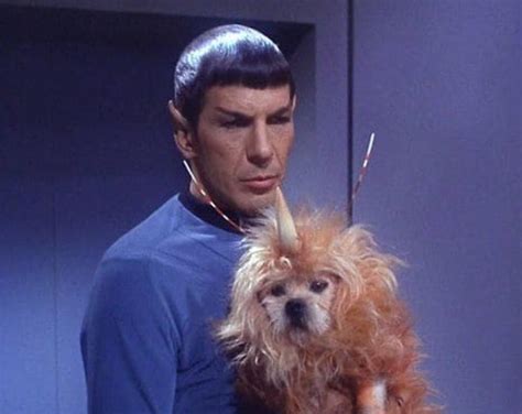 Star Trek low budget episode The Enemy Within’s Unicorn Dog : r/aww