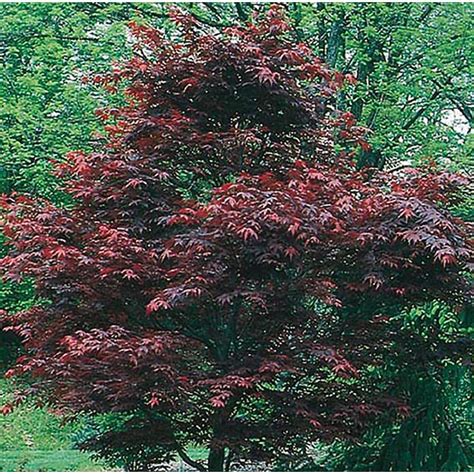 Shop 5.5-Gallon Dwarf Red Japanese Maple Feature Tree (L17076) at Lowes.com