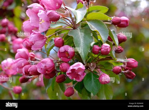 Crabapple tree blossoms Stock Photo - Alamy