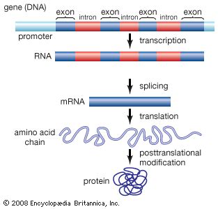 Intron Dna