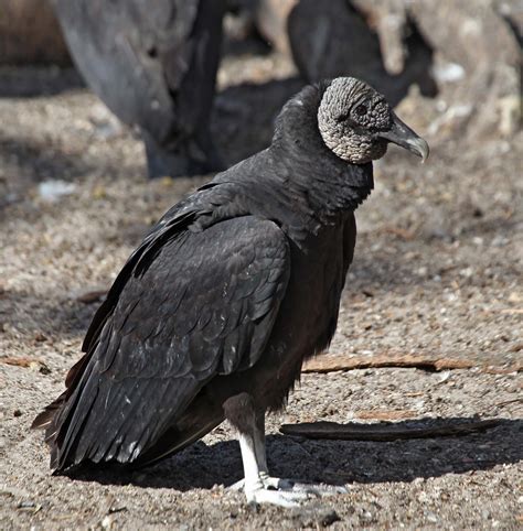 Pictures and information on Black Vulture