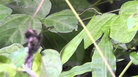 🐝 Japan Inchworm Geometer Moth Larvae - Order Lepidoptera Family ...